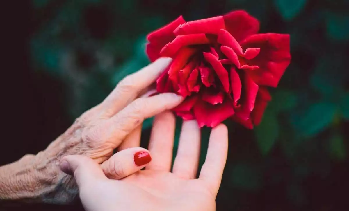 Dos manos sujetan una rosa roja.