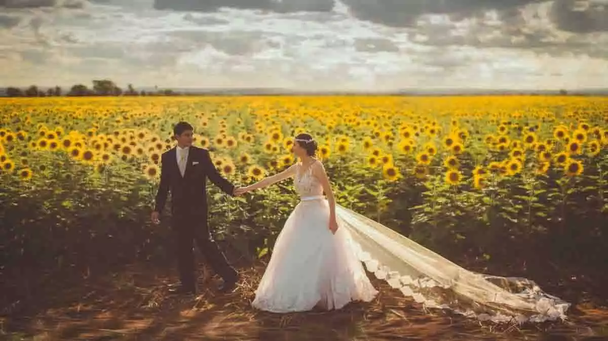 Matrimonio en un campo de girasoles.